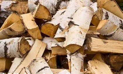 white birch chopped firewood
